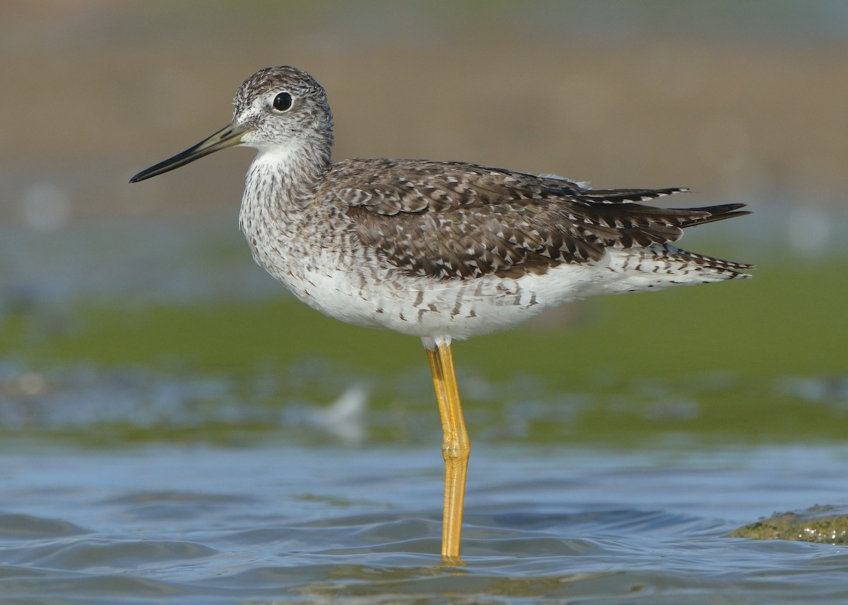 Greater Yellowlegs - ML167288611