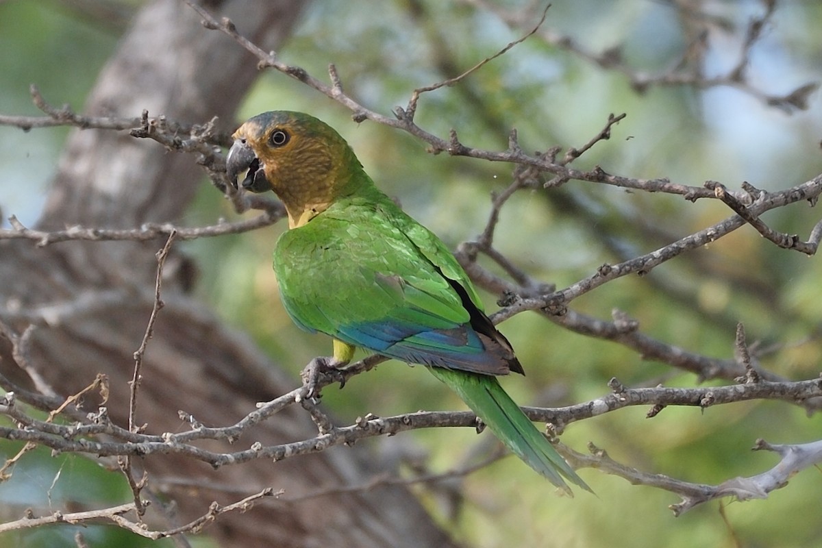 Brown-throated Parakeet - Michiel Oversteegen