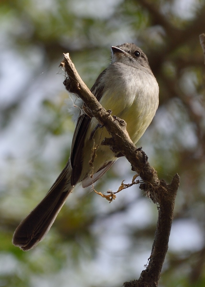 Northern Scrub-Flycatcher - ML167288671