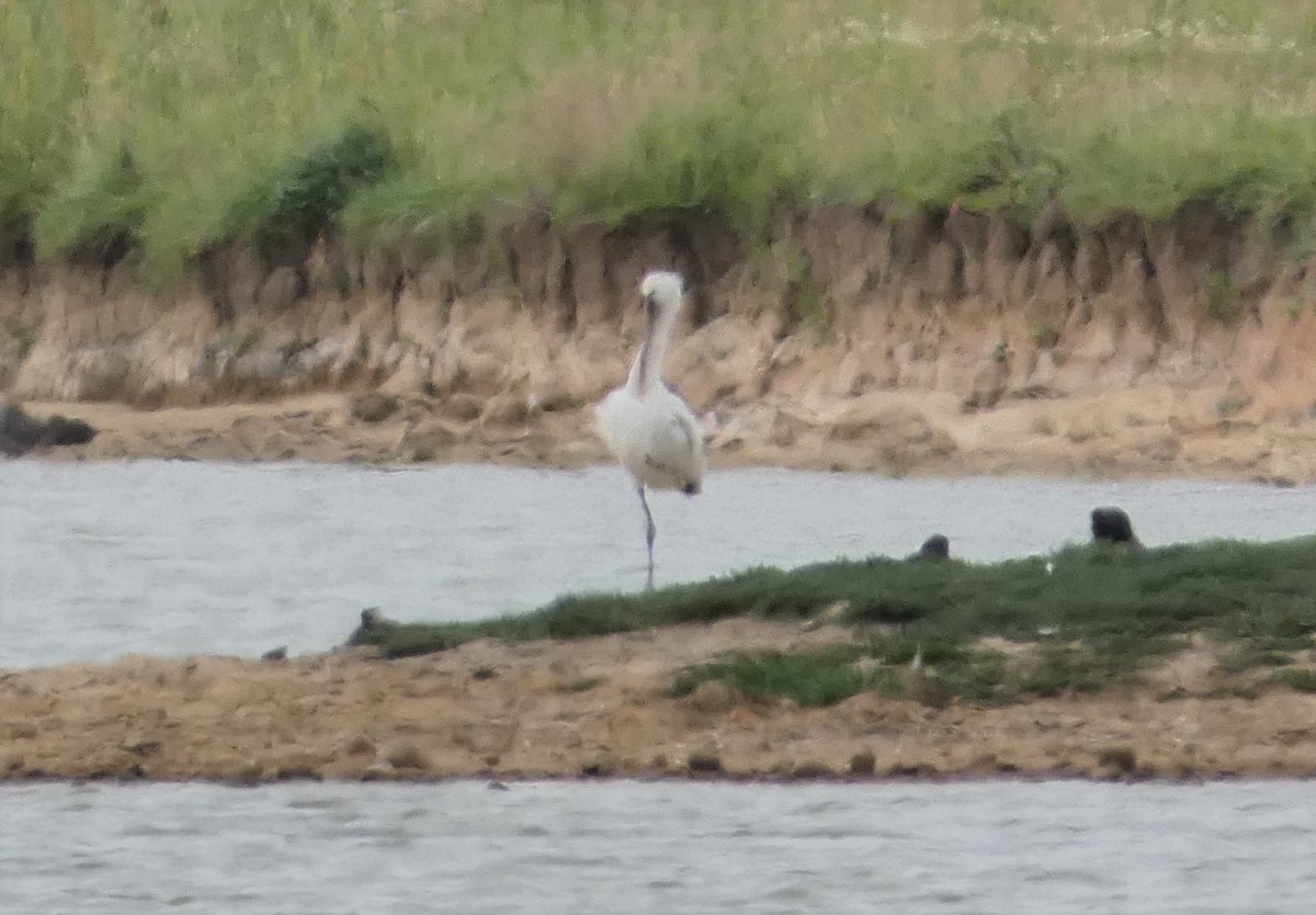 Eurasian Spoonbill - ML167289501