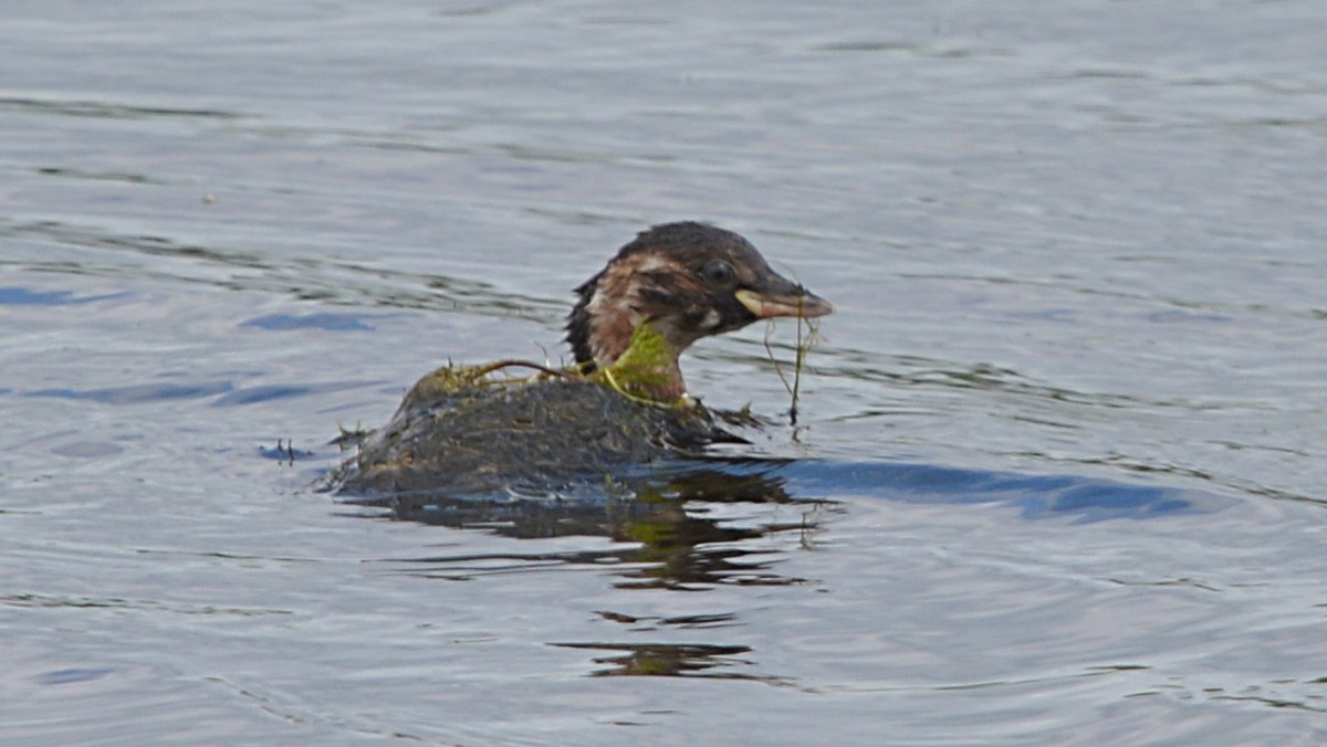 Little Grebe - ML167290071