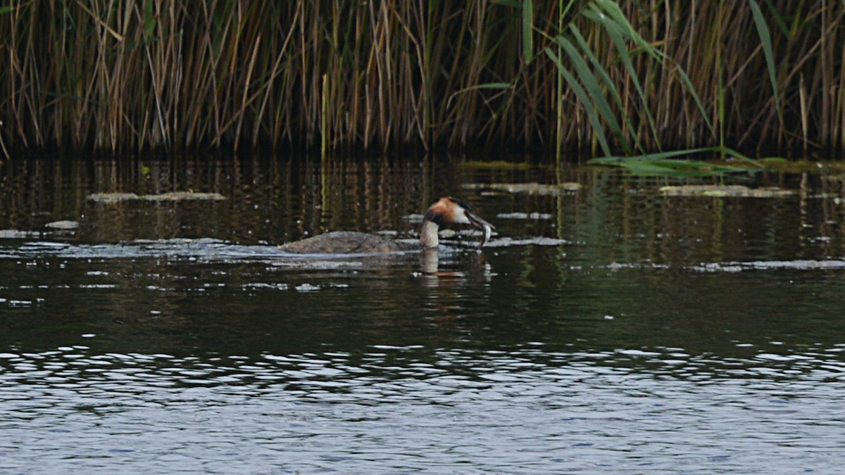 Great Crested Grebe - ML167290181