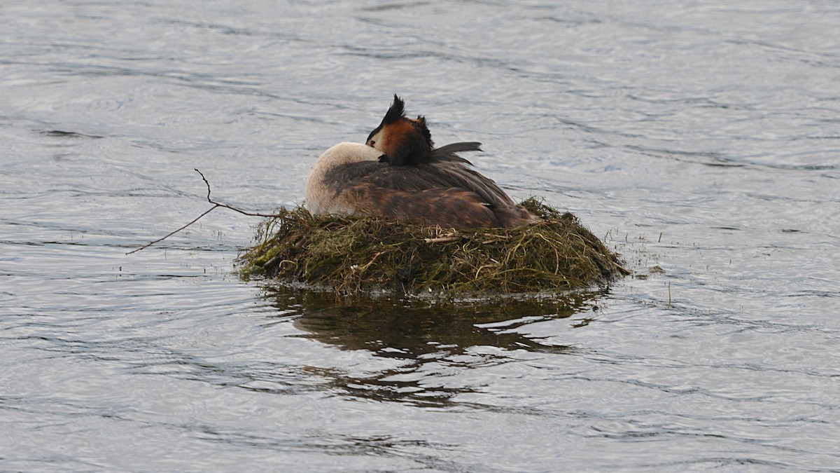 Great Crested Grebe - ML167290261