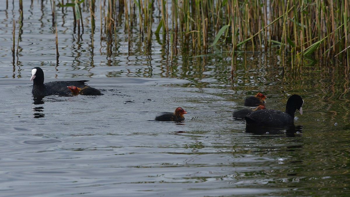 Eurasian Coot - ML167290671