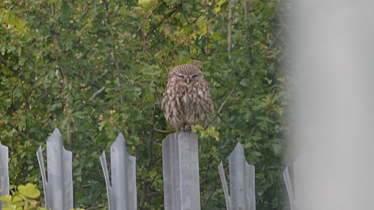 Little Owl - ML167290771