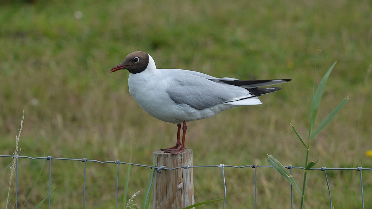 Black-headed Gull - ML167290831