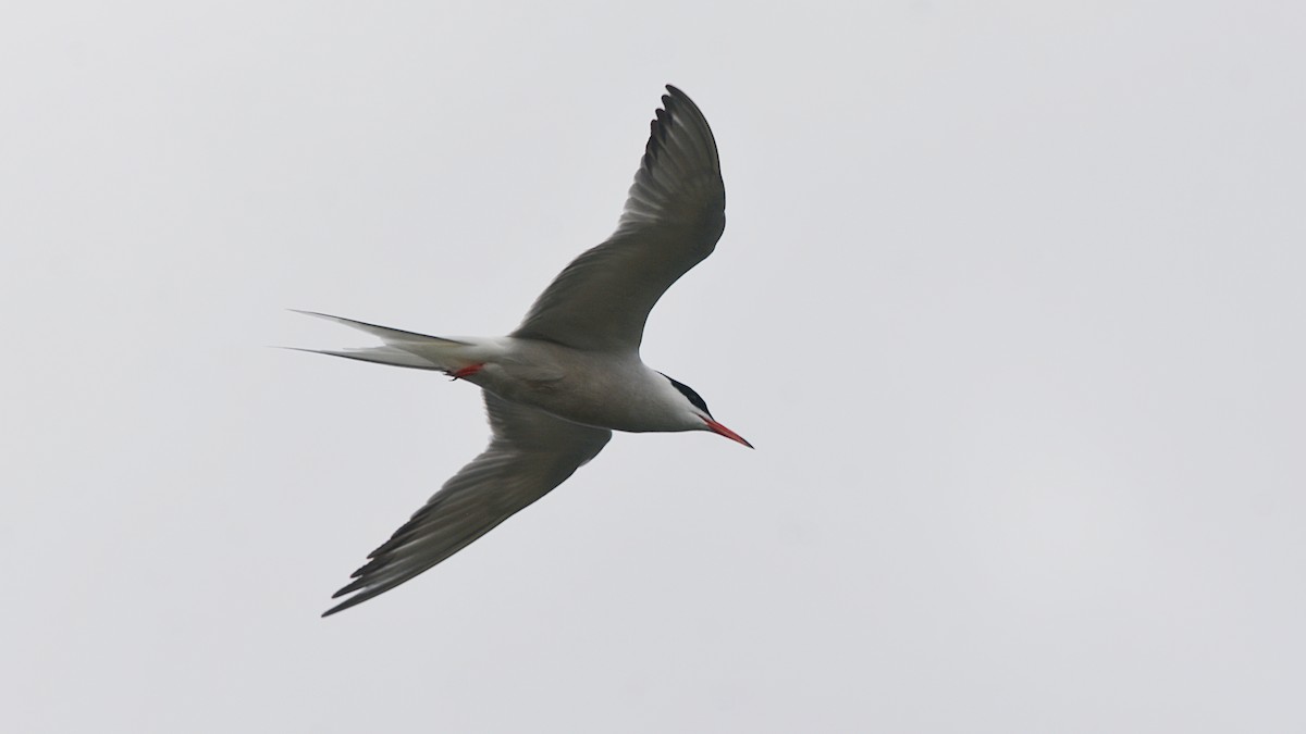 Common Tern - ML167290841