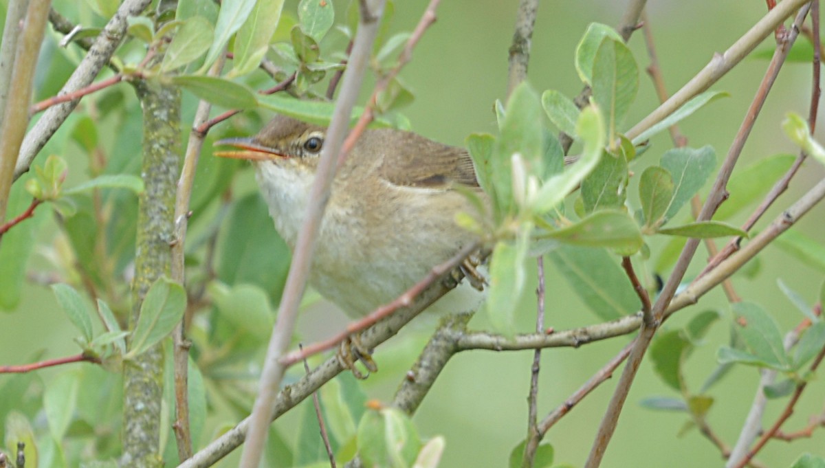 Common Reed Warbler - ML167290951
