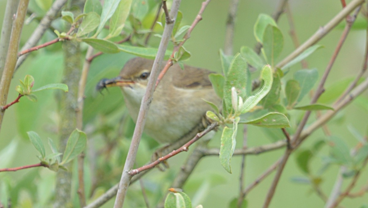 Common Reed Warbler - ML167290971