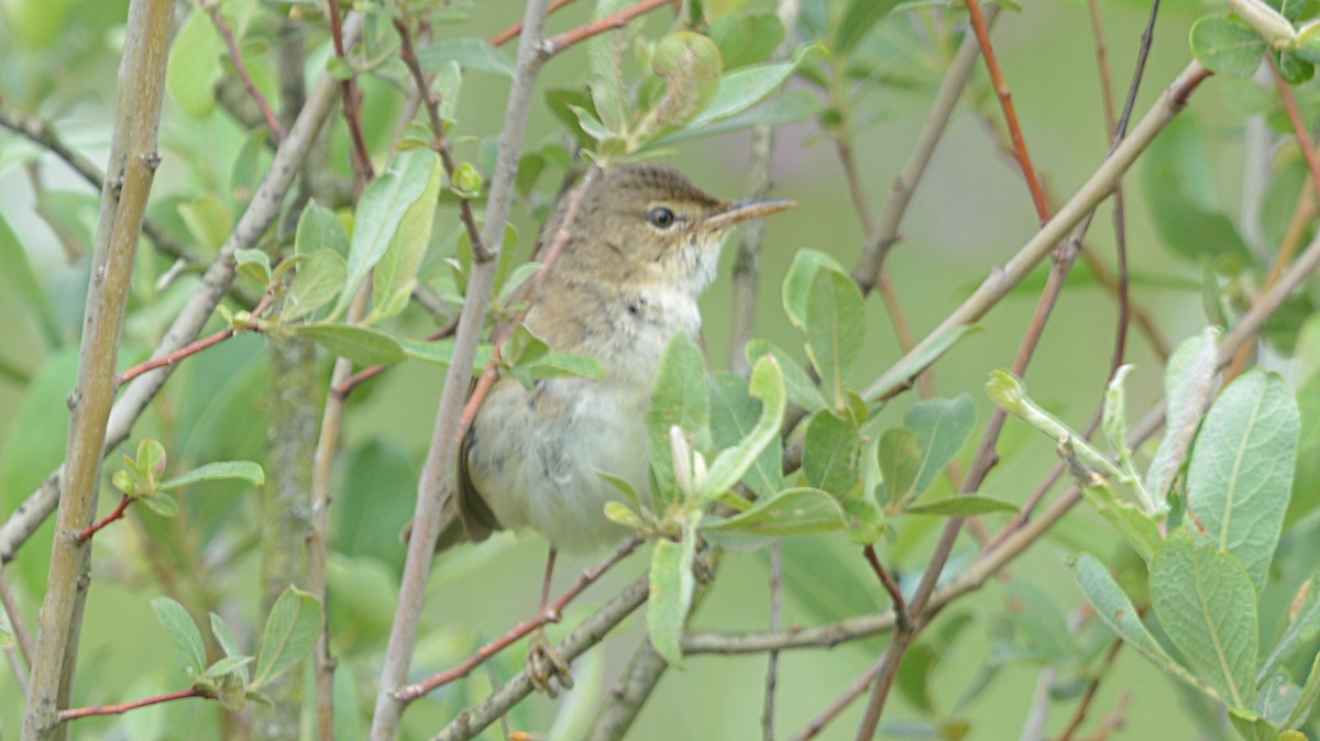 Common Reed Warbler - ML167290981