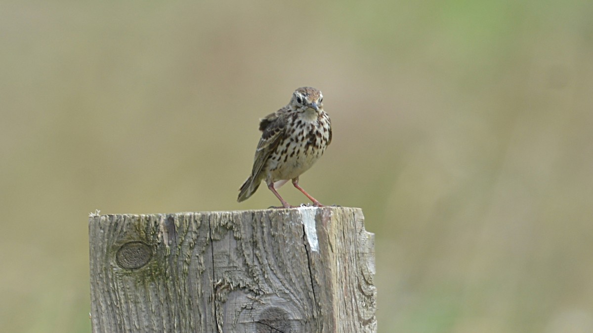 Meadow Pipit - ML167291071