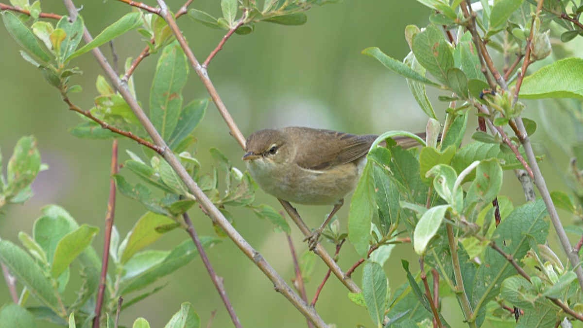 Common Reed Warbler - ML167291131