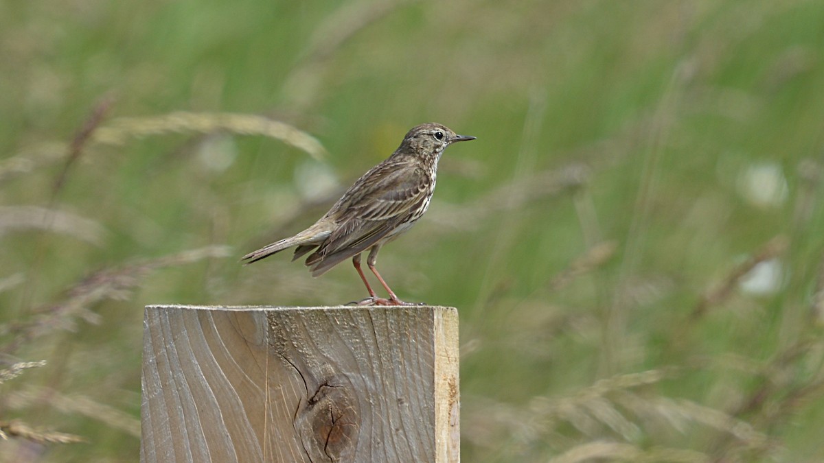 Meadow Pipit - ML167291141