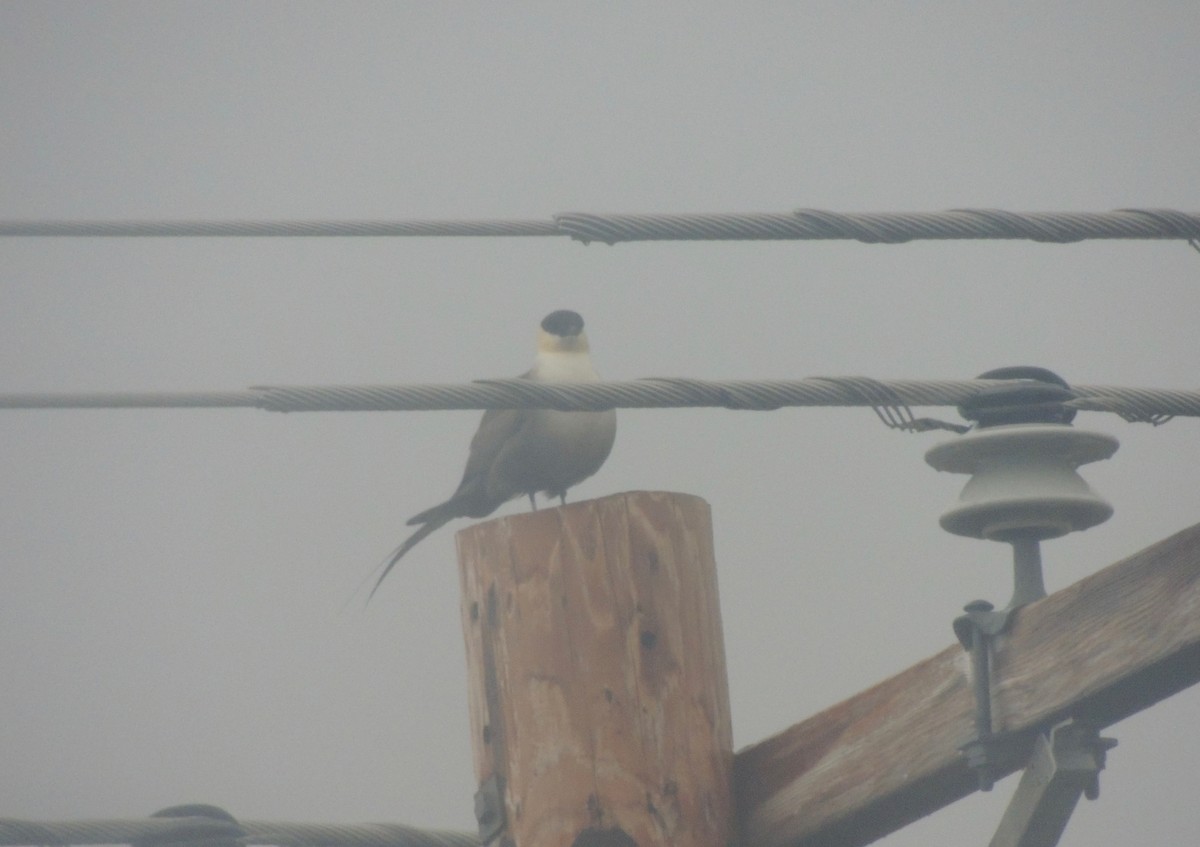 Long-tailed Jaeger - ML167291161