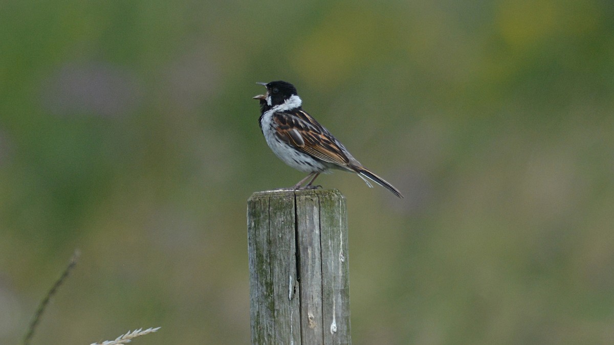 Reed Bunting - ML167291261