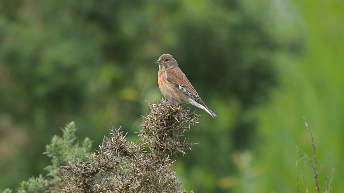 Eurasian Linnet - ML167291271