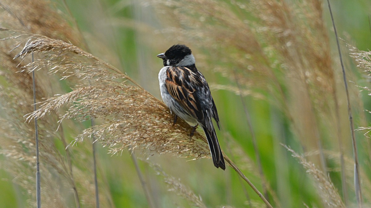 Reed Bunting - ML167291301