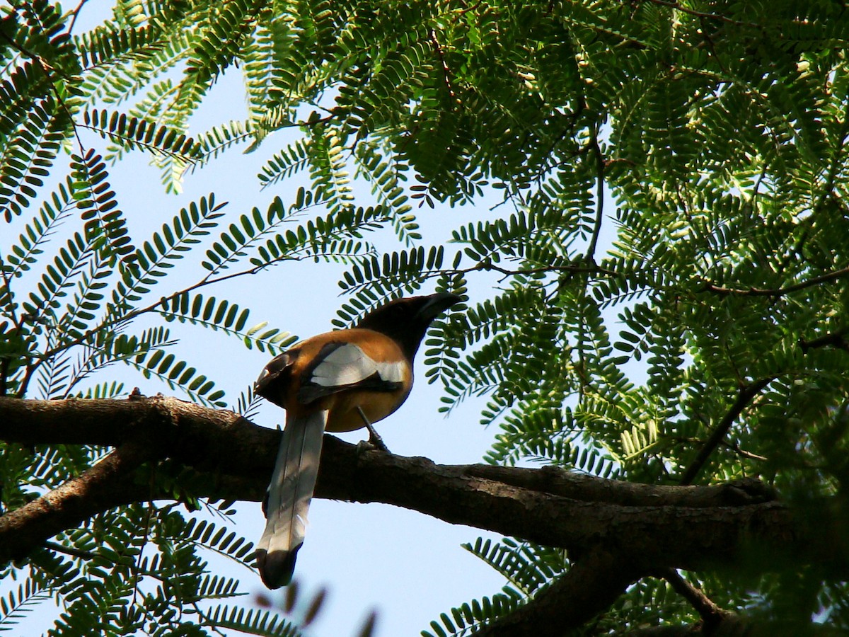 Rufous Treepie - ML167293331