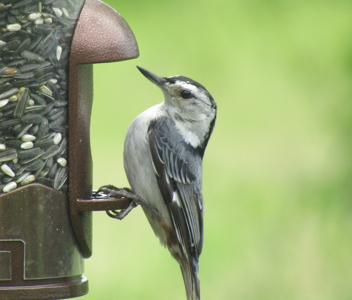 Weißbrustkleiber (carolinensis) - ML167295781