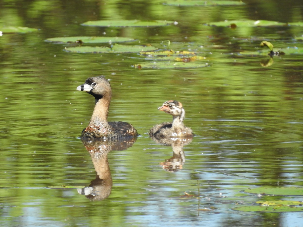 Pied-billed Grebe - ML167296301