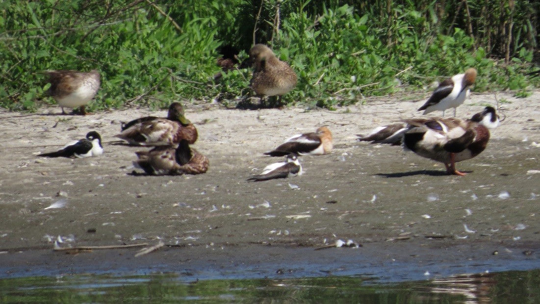 Black-necked Stilt - ML167302591