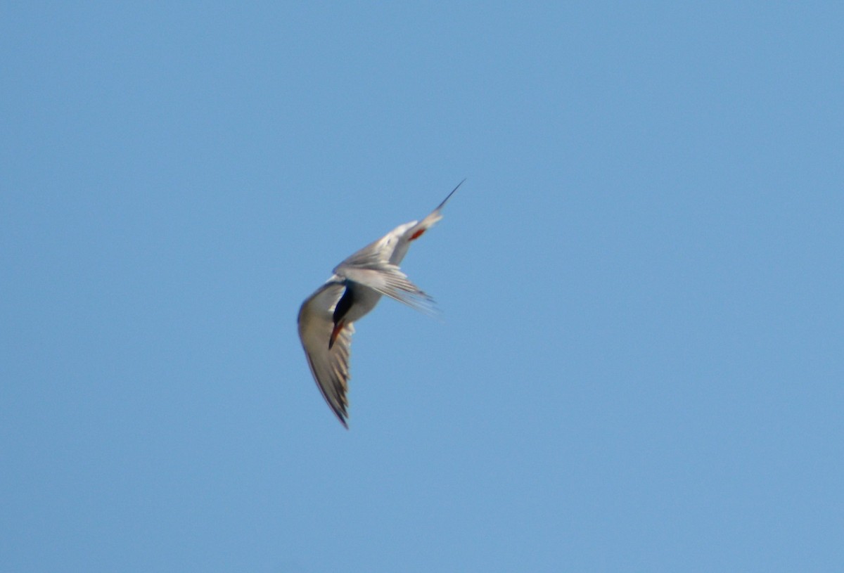 Forster's Tern - "Chia" Cory Chiappone ⚡️