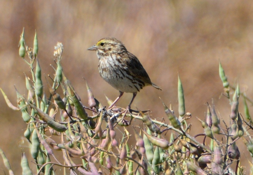 Savannah Sparrow - "Chia" Cory Chiappone ⚡️