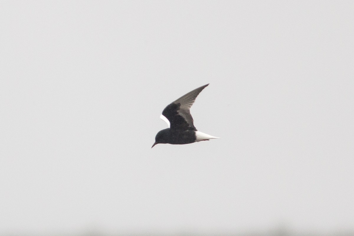 White-winged Tern - ML167304641