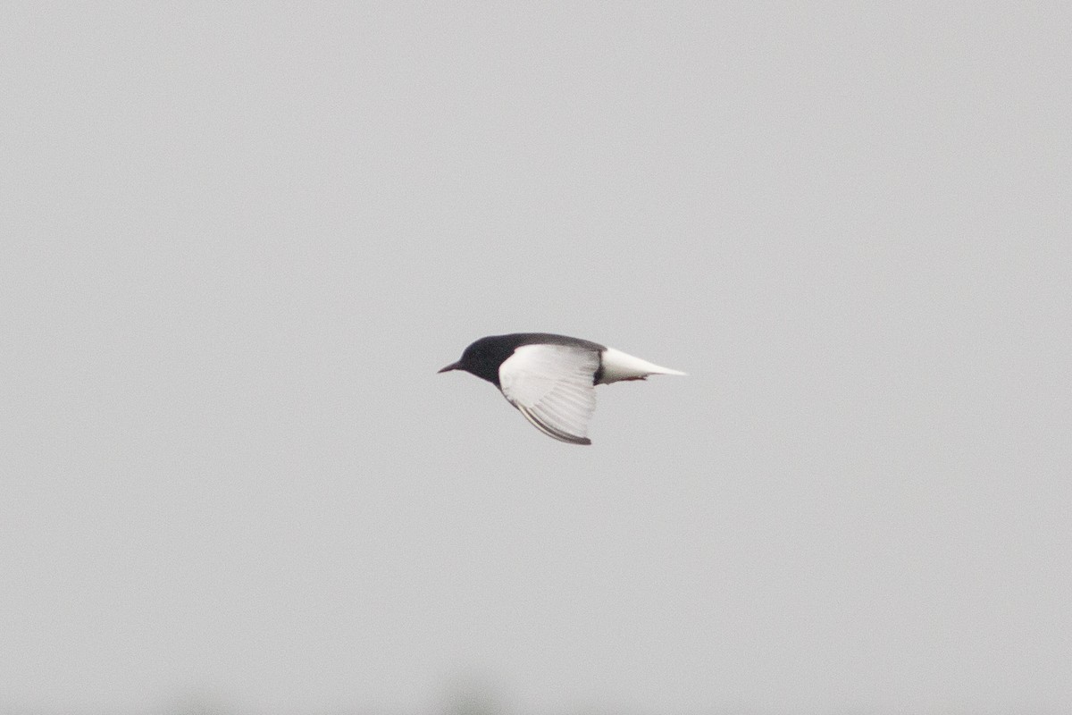 White-winged Tern - ML167304651