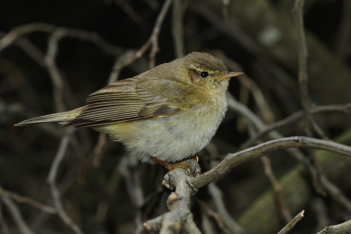 Iberian Chiffchaff - ML167304921