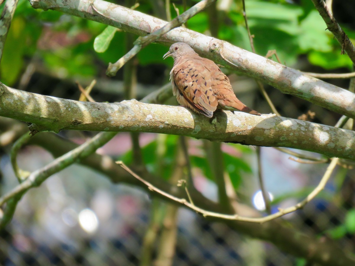 Ruddy Ground Dove - ML167305601