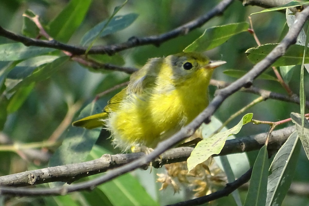 Yellow Warbler - Diane Rose