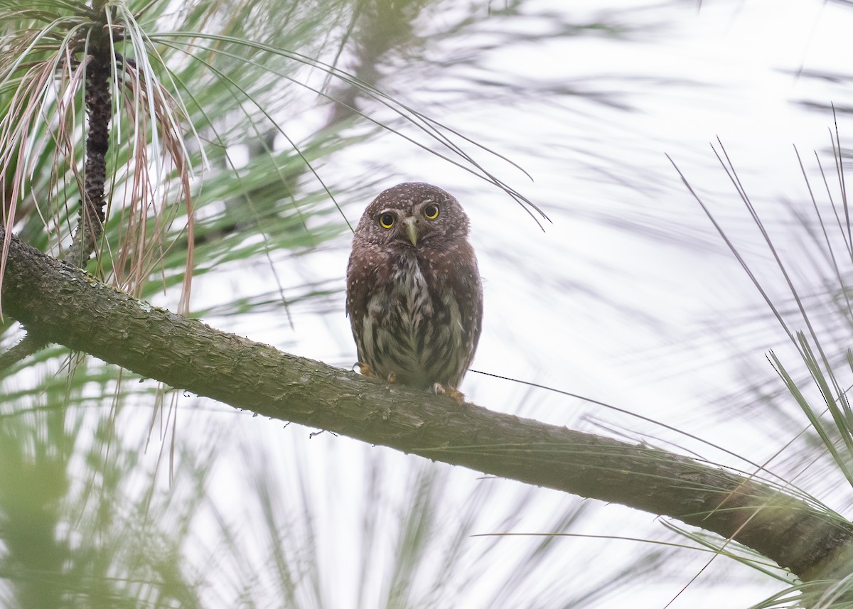 Northern Pygmy-Owl (Mountain) - ML167306481