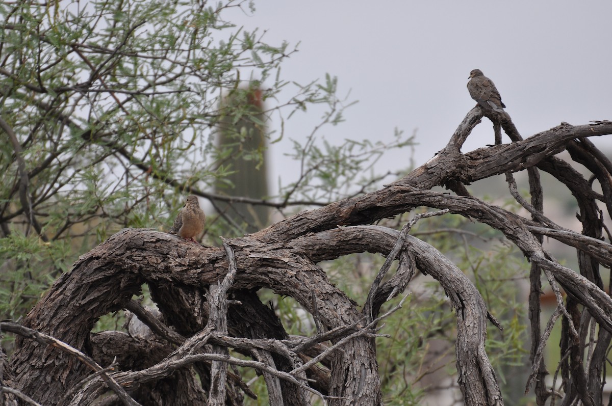 Mourning Dove - ML167307361