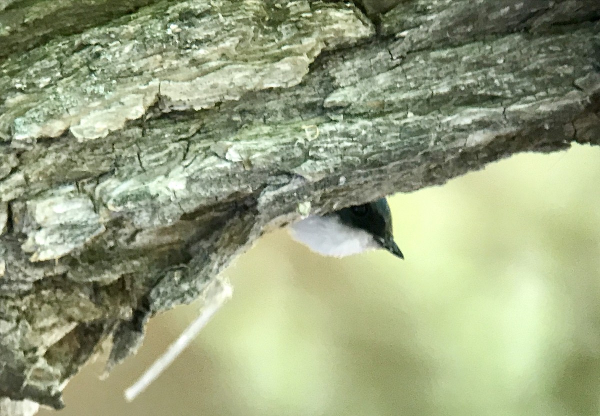 Tree Swallow - Jean Carpentier