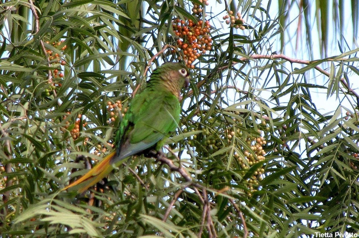 Conure de Vieillot - ML167309231