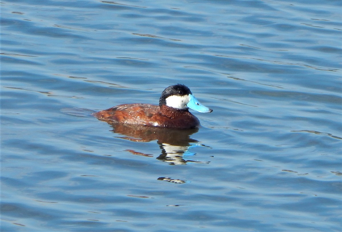 Ruddy Duck - Ruth Rudesill