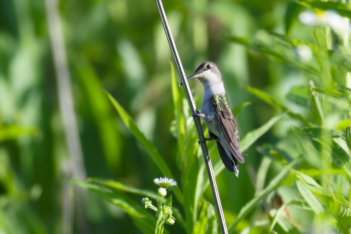 Ruby-throated Hummingbird - ML167314231