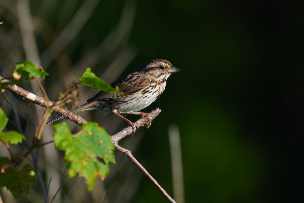 Song Sparrow - ML167314691