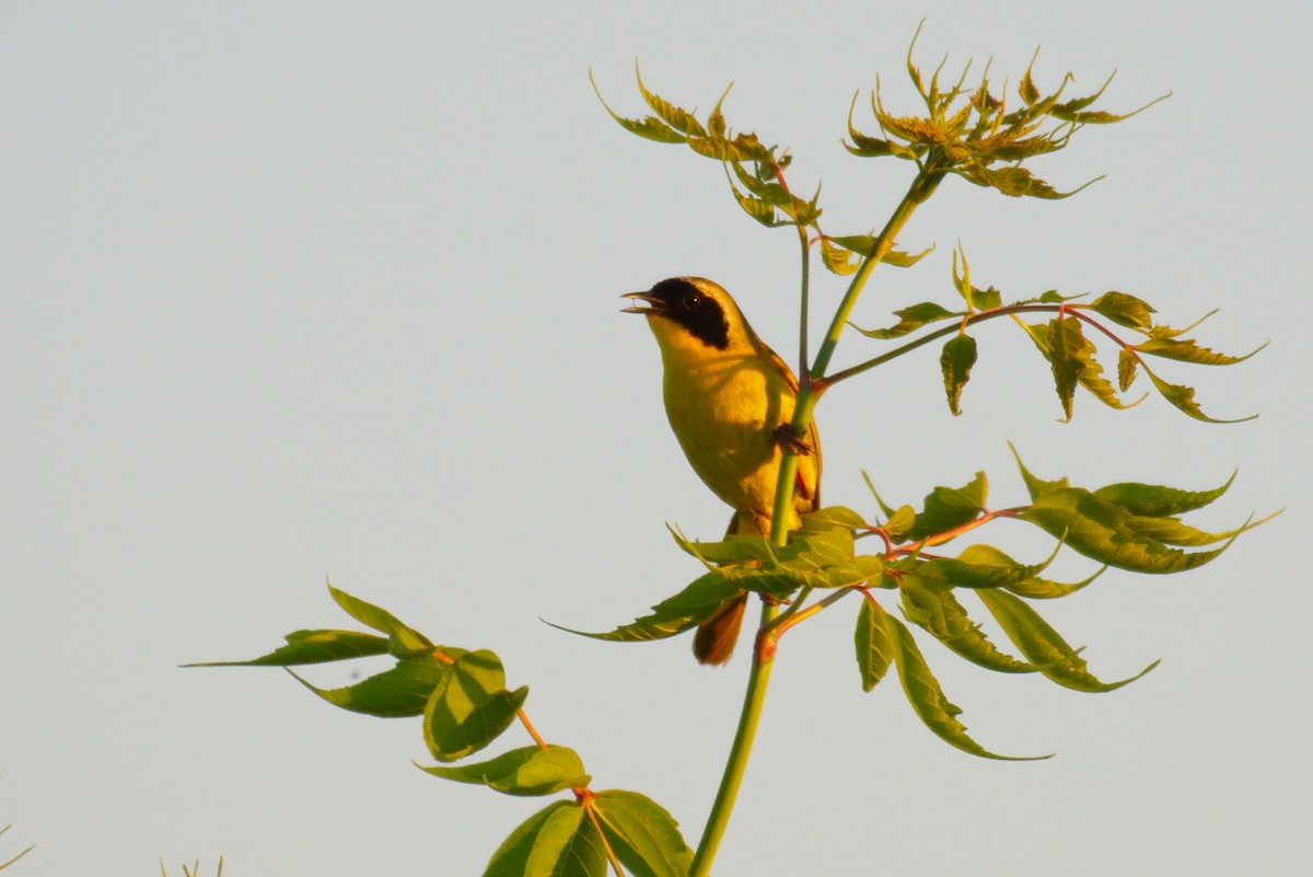 Common Yellowthroat - ML167314801