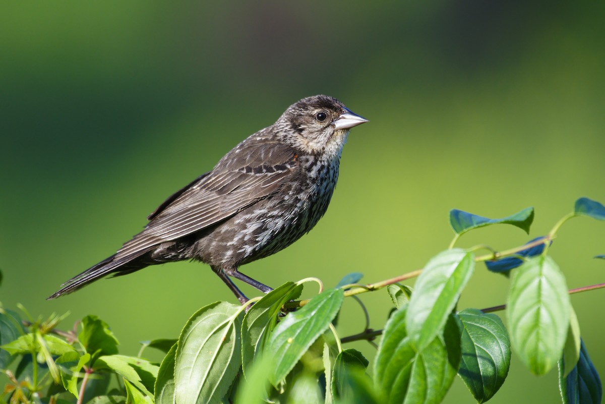 Red-winged Blackbird - Richard Trinkner