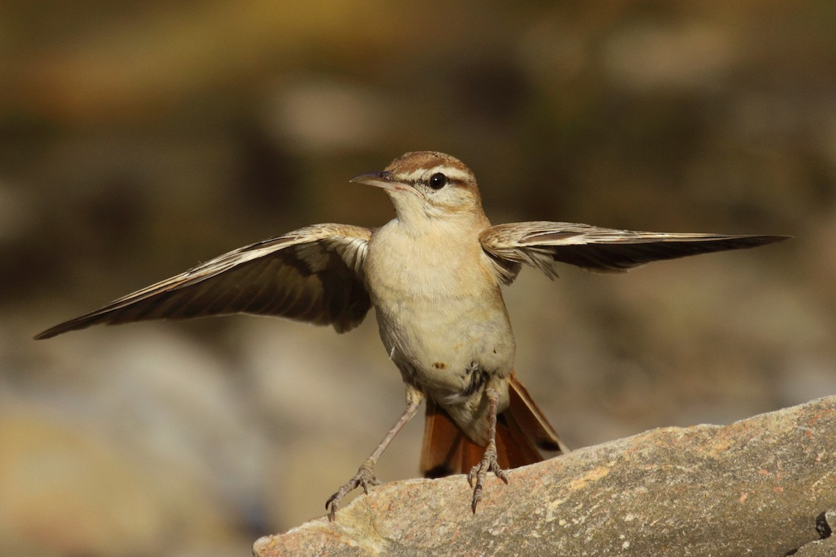 Rufous-tailed Scrub-Robin (Rufous-tailed) - ML167315041