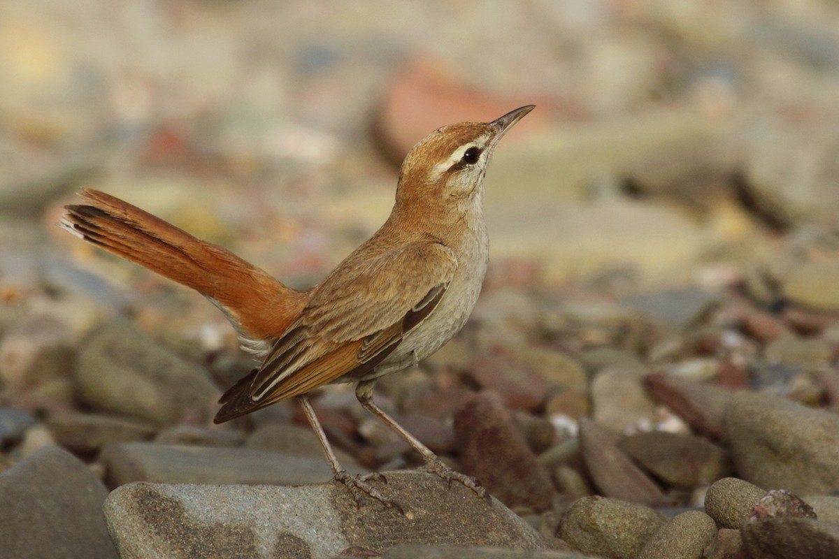 Rufous-tailed Scrub-Robin (Rufous-tailed) - ML167315061