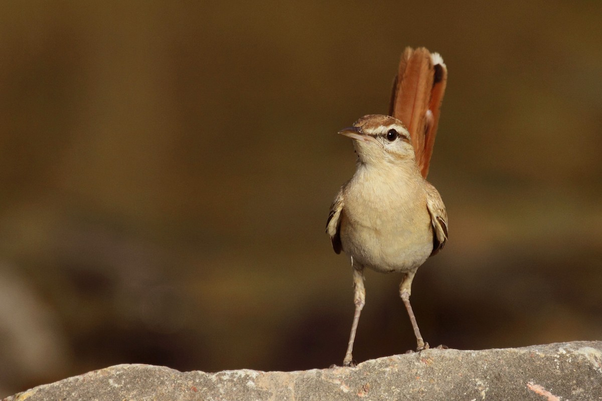 Rufous-tailed Scrub-Robin (Rufous-tailed) - ML167315071