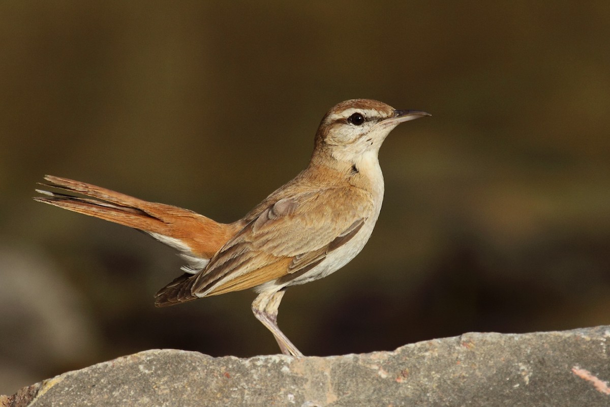 Rufous-tailed Scrub-Robin (Rufous-tailed) - ML167315091