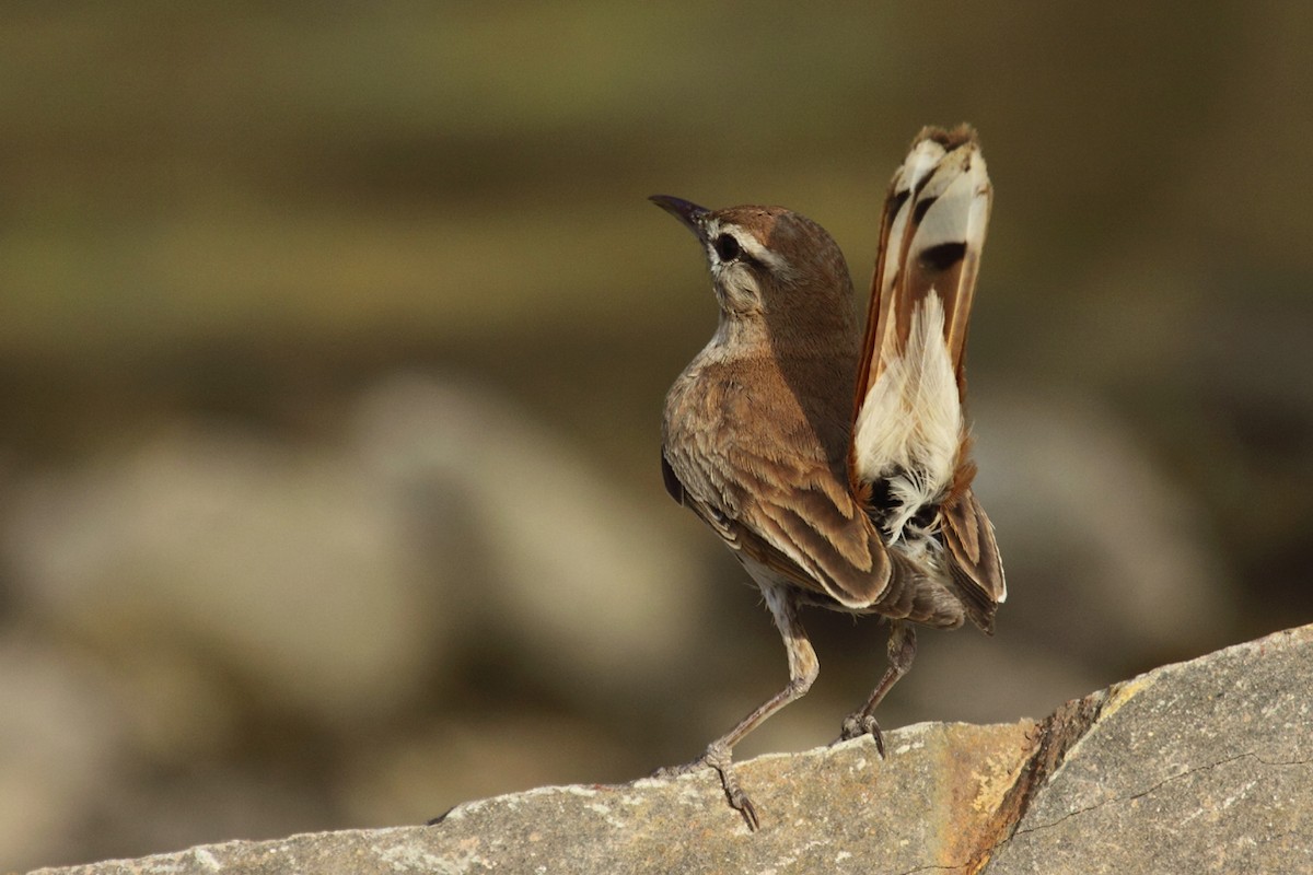 Rufous-tailed Scrub-Robin (Rufous-tailed) - ML167315101