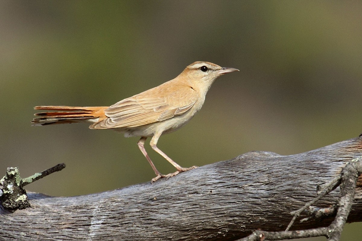 Rufous-tailed Scrub-Robin (Rufous-tailed) - ML167315111