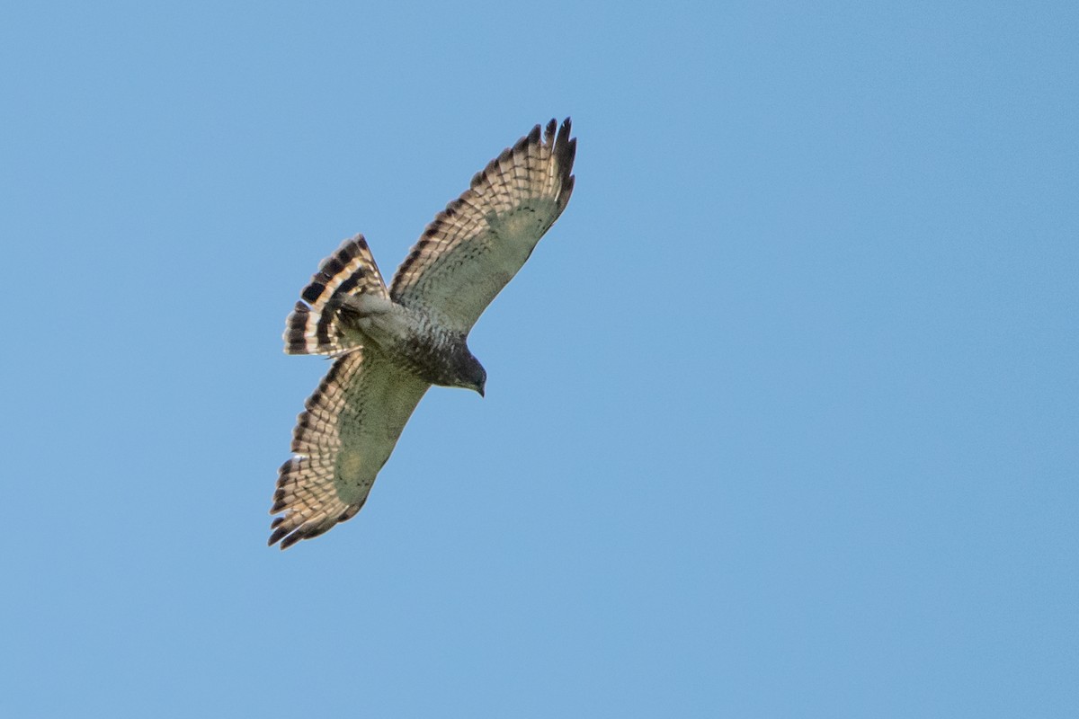 Broad-winged Hawk - Sue Barth