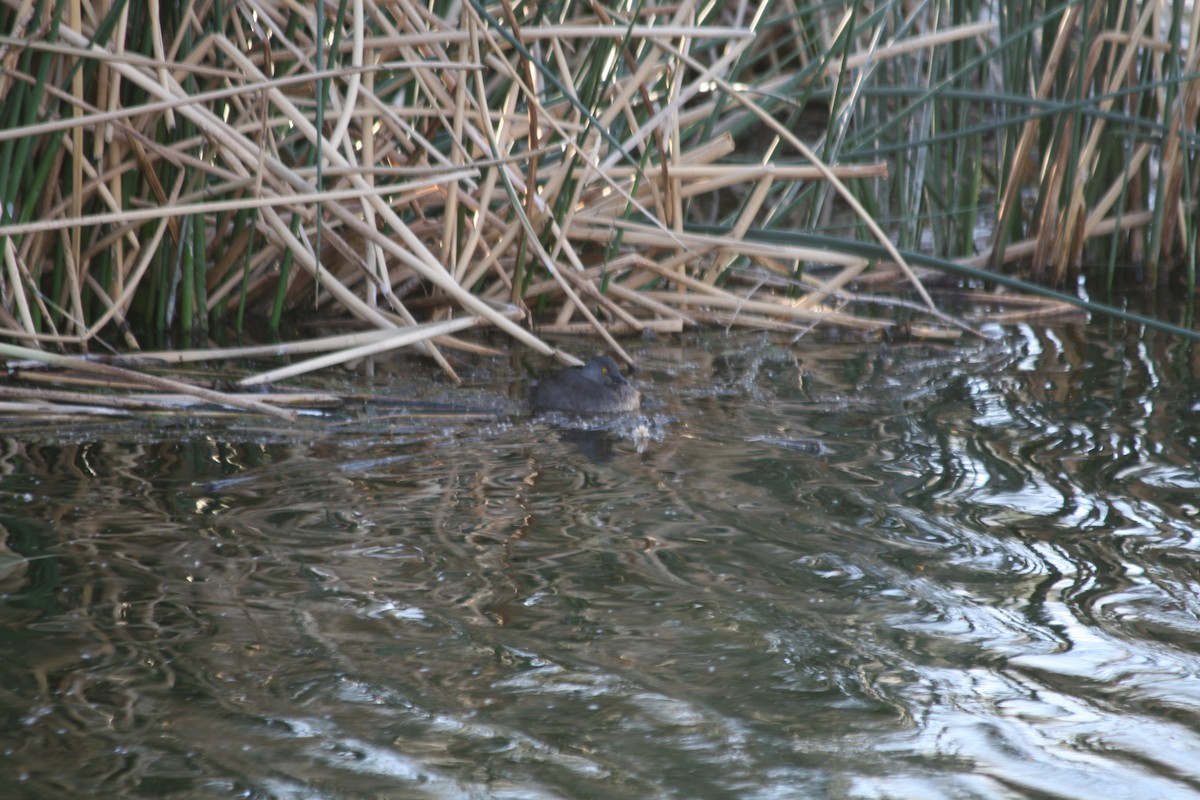 Least Grebe - ML167315741