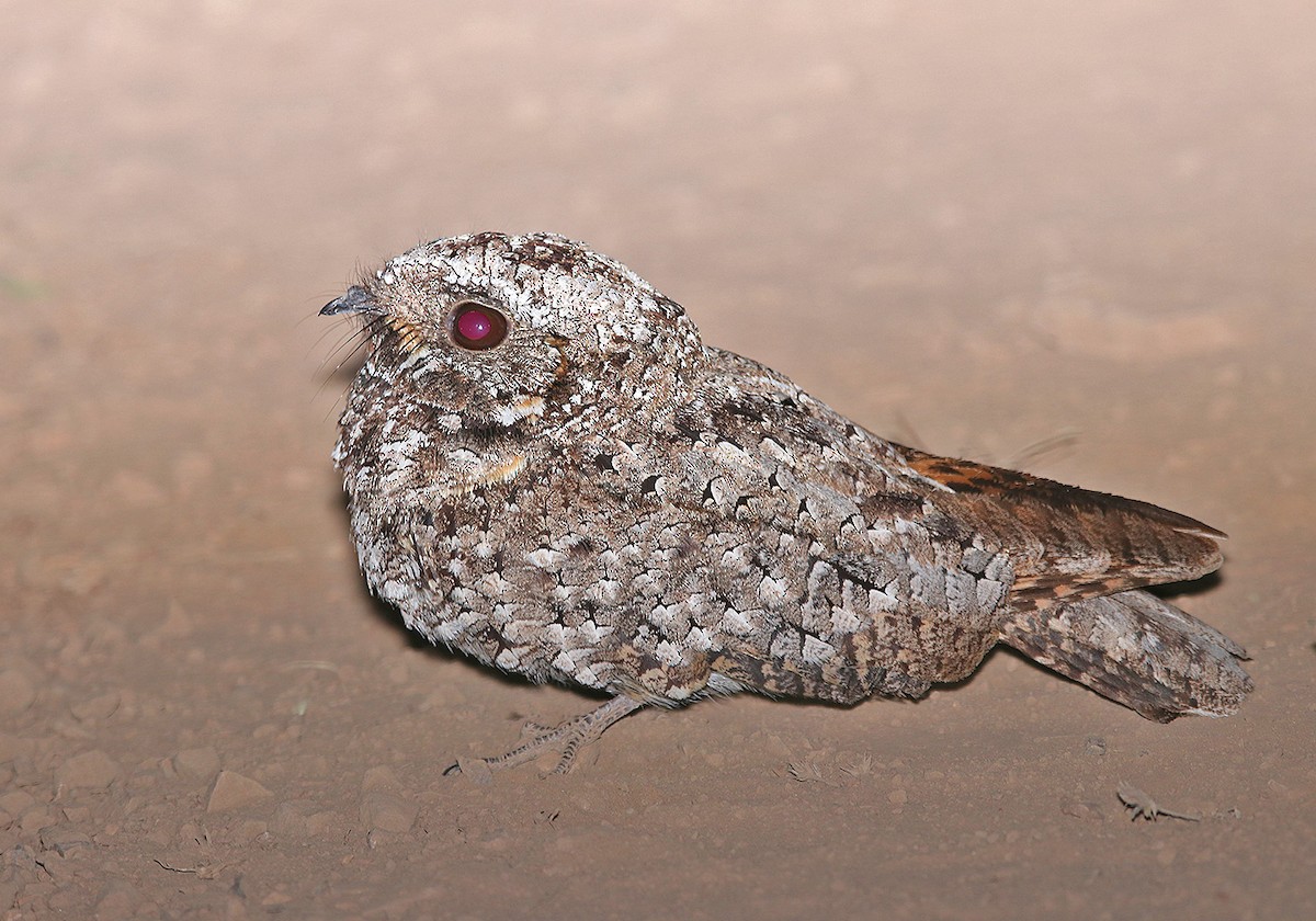 Common Poorwill - ML167316031